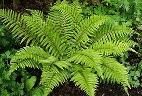 كمادات لعلاج الدوالي